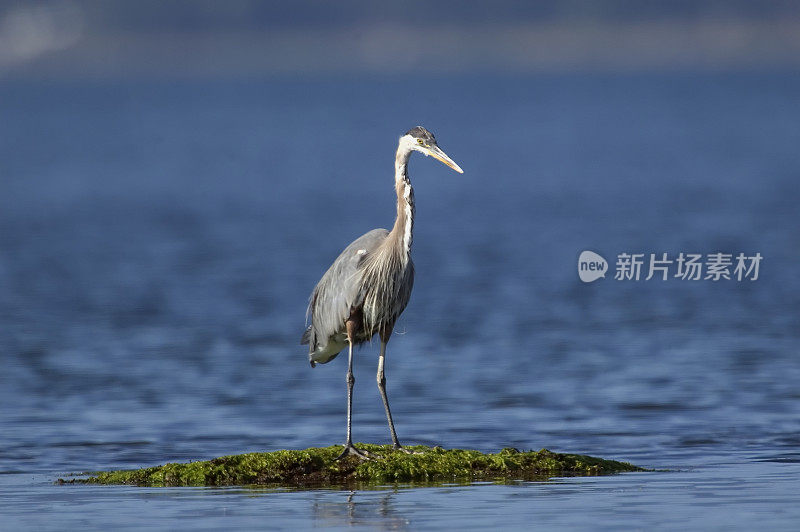 大蓝鹭(Ardea herodias)